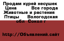 Продам курей несушек › Цена ­ 350 - Все города Животные и растения » Птицы   . Вологодская обл.,Сокол г.